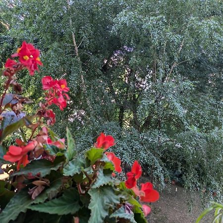 Appartamento Viale Puccini - Free Gated Parking - 3 Minutes From Center 卢卡 外观 照片